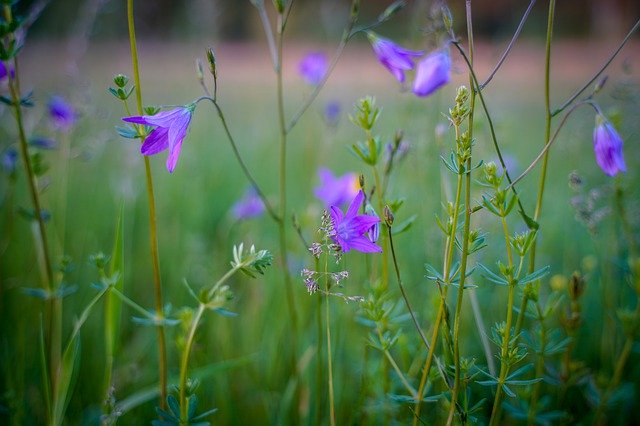 Безкоштовно завантажте Meadow Flower Dandelion — безкоштовну фотографію чи зображення для редагування за допомогою онлайн-редактора зображень GIMP