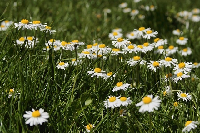 Free download meadow flower meadow daisy free picture to be edited with GIMP free online image editor