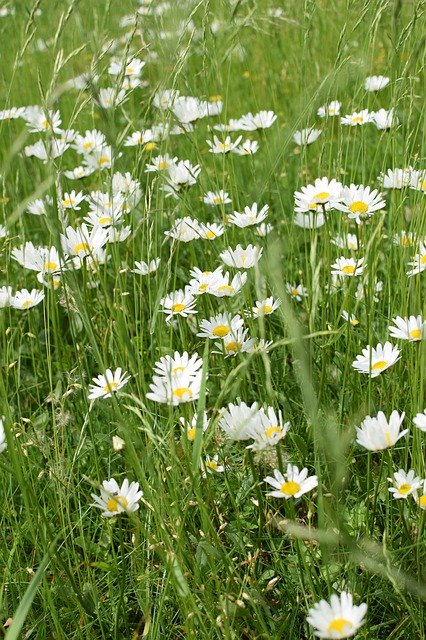 Free download Meadow Flowers Bee Margin -  free photo or picture to be edited with GIMP online image editor