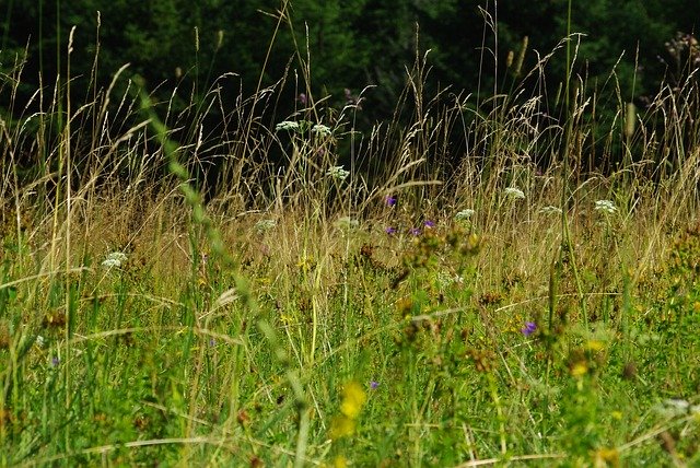 Baixe grátis Meadow Flowers Herbs - foto ou imagem grátis para ser editada com o editor de imagens online GIMP