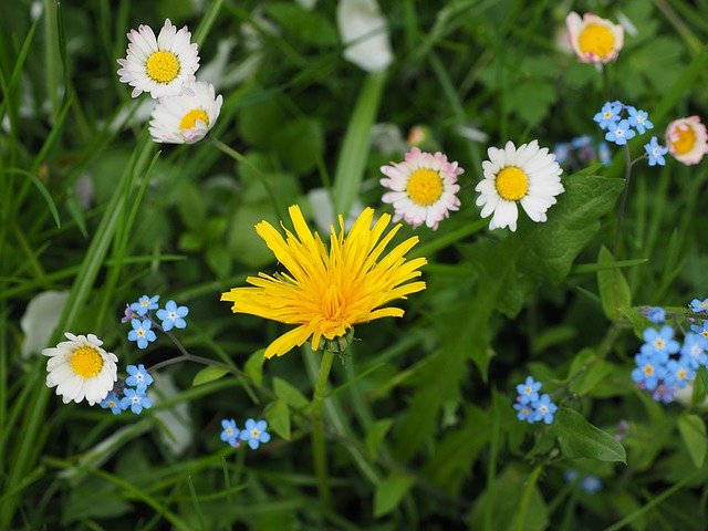 Free download meadow flowers meadow dandelion free picture to be edited with GIMP free online image editor