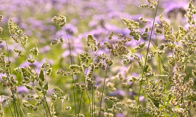 Free download meadow flowers summer green field free picture to be edited with GIMP free online image editor