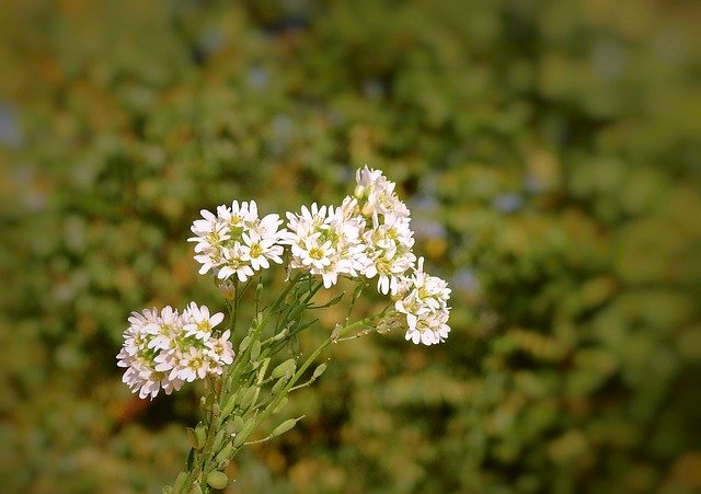 Descărcare gratuită Meadow Flowers The Beasts Of - fotografie sau imagini gratuite pentru a fi editate cu editorul de imagini online GIMP