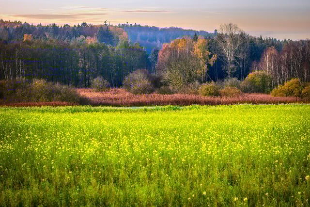 Free download meadow forest autumn fall free picture to be edited with GIMP free online image editor