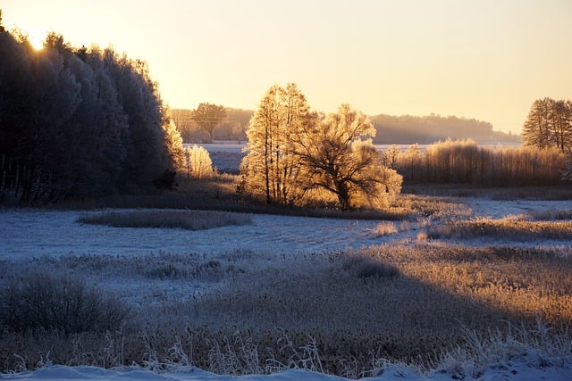 Kostenloser Download Wiesenwald kalter Himmel frostfreies Bild, das mit dem kostenlosen Online-Bildeditor GIMP bearbeitet werden kann