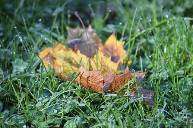Bezpłatne pobieranie łąki, trawy, natury, jesiennych liści, bezpłatne zdjęcie do edycji za pomocą bezpłatnego edytora obrazów online GIMP