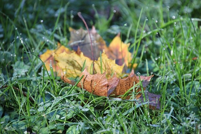 Kostenloser Download von Wiesengras, Natur, Herbstblätter, kostenloses Bild zur Bearbeitung mit dem kostenlosen Online-Bildeditor GIMP