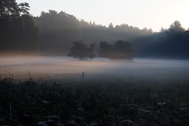 Free graphic meadow hazy the fog morning nature to be edited by GIMP free image editor by OffiDocs