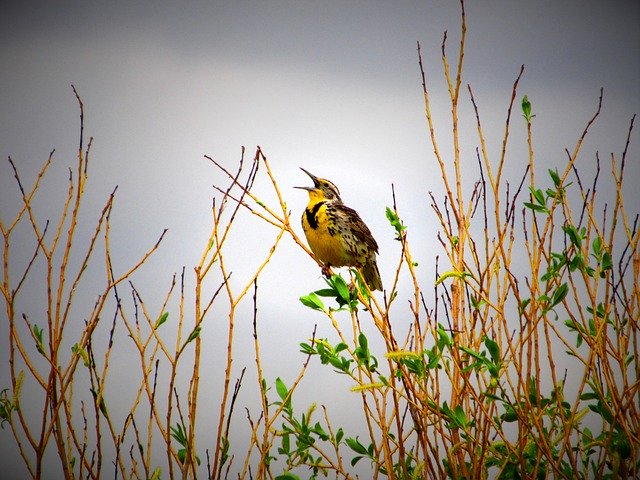 Free download Meadowlark Bird Sky -  free photo or picture to be edited with GIMP online image editor