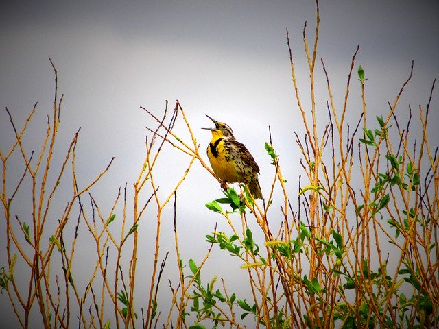 Descarga gratuita Meadowlark Bird Sky: foto o imagen gratuita para editar con el editor de imágenes en línea GIMP