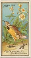 Free download Meadow Lark, from the Birds of America series (N4) for Allen & Ginter Cigarettes Brands free photo or picture to be edited with GIMP online image editor