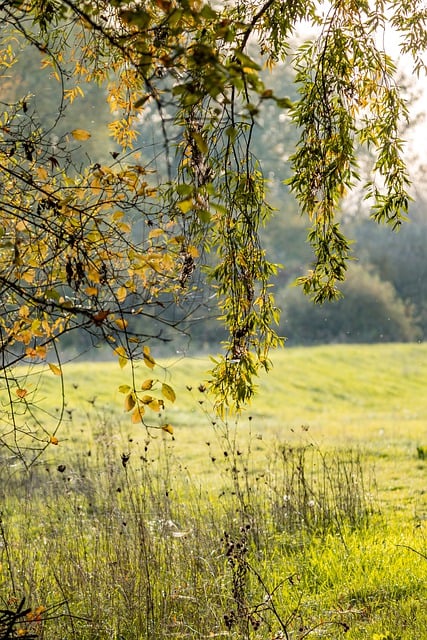 Free download meadow leaves nature background free picture to be edited with GIMP free online image editor