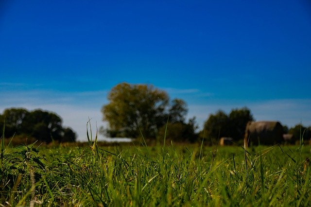 Muat turun percuma Meadow Nature Grass - foto atau gambar percuma untuk diedit dengan editor imej dalam talian GIMP