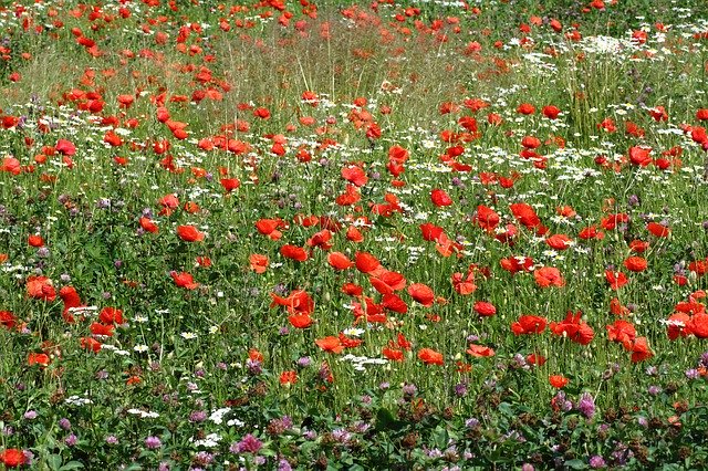 Безкоштовно завантажте безкоштовний шаблон фотографій Meadow Nature Plant для редагування в онлайн-редакторі зображень GIMP