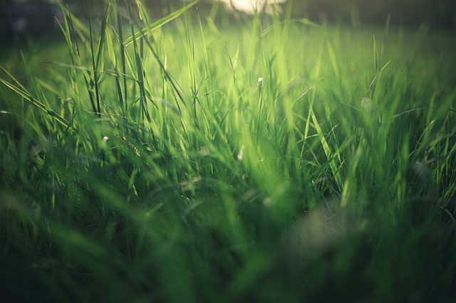 Free download meadow nature summer spring grass free picture to be edited with GIMP free online image editor