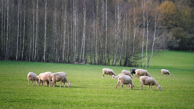 Free download meadow pasture sheep animals free picture to be edited with GIMP free online image editor