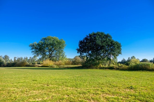 Muat turun percuma Meadow Perch Trees - foto atau gambar percuma untuk diedit dengan editor imej dalam talian GIMP