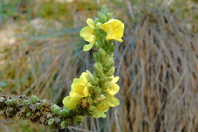 Téléchargement gratuit de Meadow Plant - photo ou image gratuite à éditer avec l'éditeur d'images en ligne GIMP