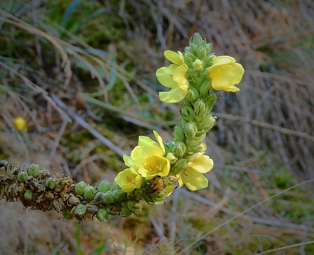 Descărcare gratuită Meadow Plant Flower - fotografie sau imagini gratuite pentru a fi editate cu editorul de imagini online GIMP