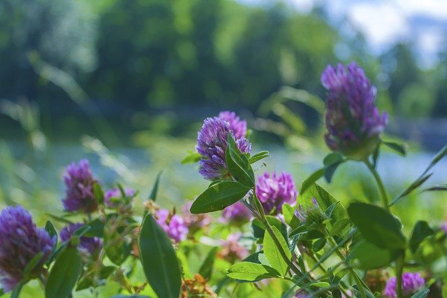 Muat turun percuma Meadow Purple Phacelia - foto atau gambar percuma untuk diedit dengan editor imej dalam talian GIMP