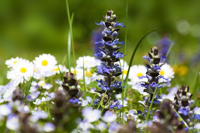 Free download meadow spring meadow blossoms free picture to be edited with GIMP free online image editor