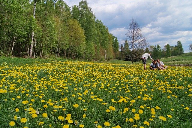 Free download Meadow Spring Nature -  free photo or picture to be edited with GIMP online image editor