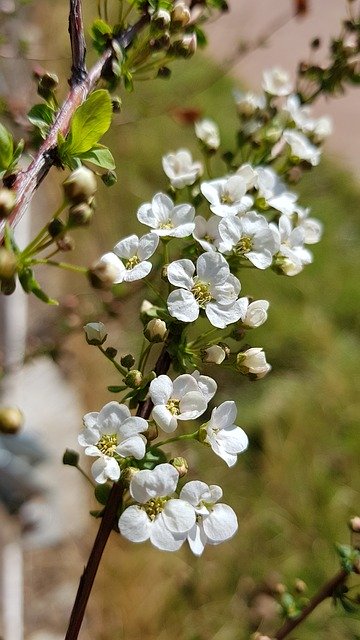 Free download Meadowsweet Trees -  free photo or picture to be edited with GIMP online image editor