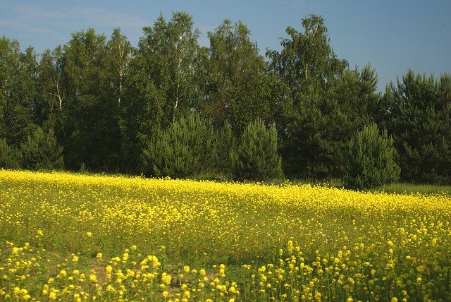 Gratis download Meadow Tree Spring - gratis foto of afbeelding om te bewerken met GIMP online afbeeldingseditor