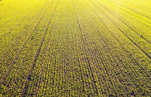 무료 다운로드 Meadow Yellow Nature - 무료 사진 또는 GIMP 온라인 이미지 편집기로 편집할 수 있는 사진