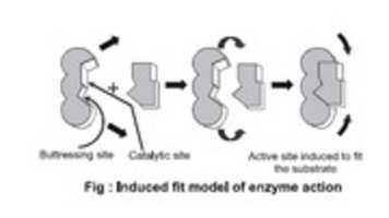 Free download Mechanism of Enzyme Action & Properties - Bichep free photo or picture to be edited with GIMP online image editor