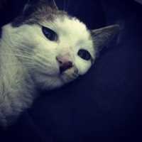 Free download Mecnun Kedi free photo or picture to be edited with GIMP online image editor