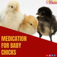 Free download Medication for baby chicks | Egiyok News free photo or picture to be edited with GIMP online image editor