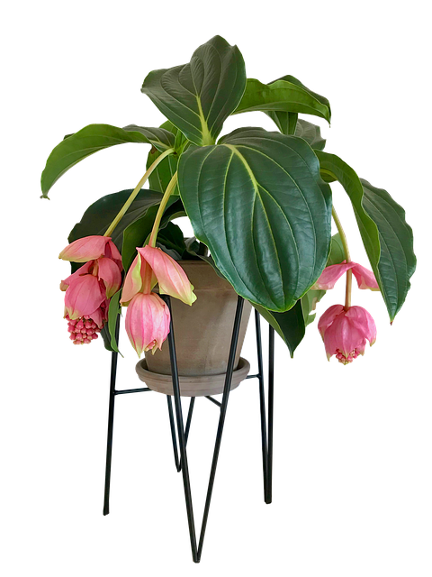 Free download Medinilla Flower House Plant -  free photo or picture to be edited with GIMP online image editor