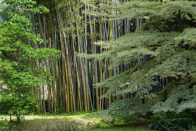 Free download Meditation Zen Buddhism -  free photo or picture to be edited with GIMP online image editor