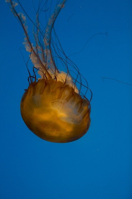 Free download Medusa Aquarium Jellyfish -  free photo or picture to be edited with GIMP online image editor