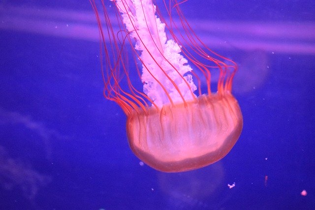 Free download Medusa Jellyfish Underwater -  free photo or picture to be edited with GIMP online image editor