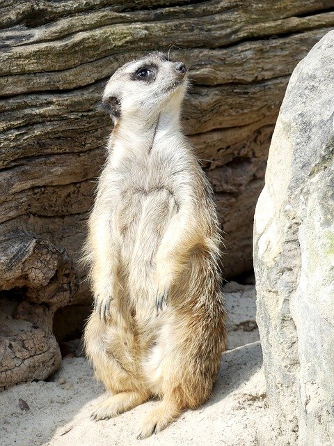 Free download Meerkat Animal -  free photo or picture to be edited with GIMP online image editor