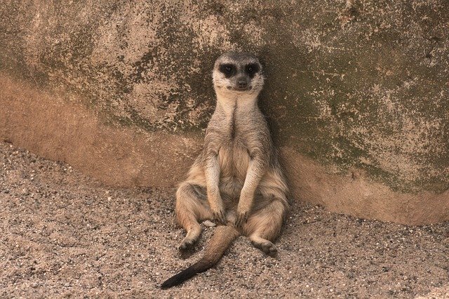 Free download Meerkat Animal Cute -  free photo or picture to be edited with GIMP online image editor