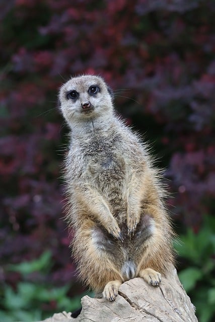 Free download Meerkat Animal Mammal -  free photo or picture to be edited with GIMP online image editor