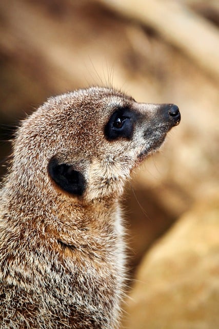 Free download meerkat animal mammal fur zoo free picture to be edited with GIMP free online image editor