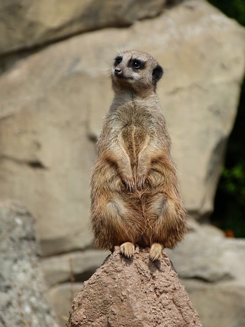 Baixe gratuitamente a imagem gratuita do mamífero animal suricato sentado para ser editada com o editor de imagens on-line gratuito do GIMP