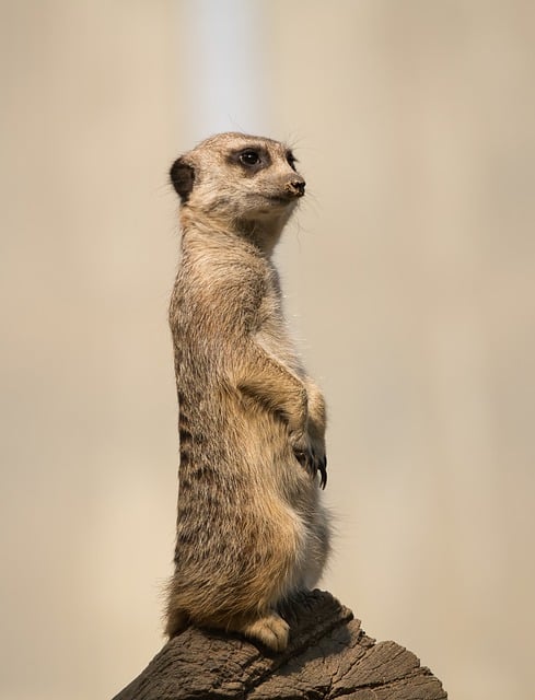 Free download meerkat animal mammal wildlife free picture to be edited with GIMP free online image editor