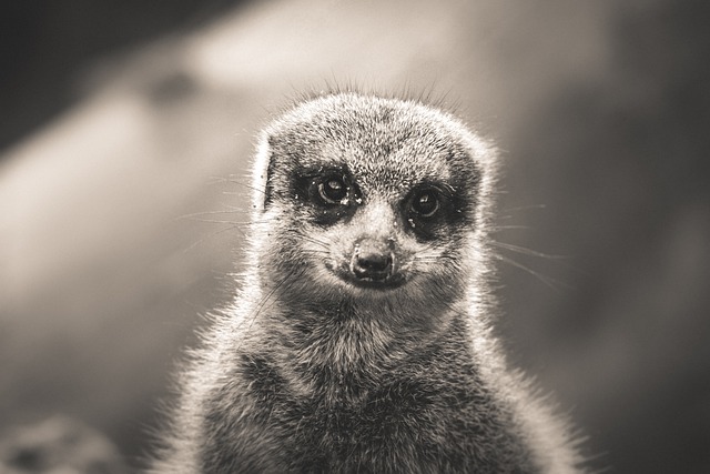 GIMP ücretsiz çevrimiçi resim düzenleyiciyle düzenlenecek ücretsiz indir meerkat hayvan doğası ücretsiz resmi