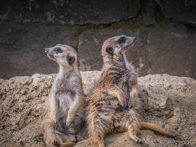 Free download Meerkat Animals Animal World -  free photo or picture to be edited with GIMP online image editor