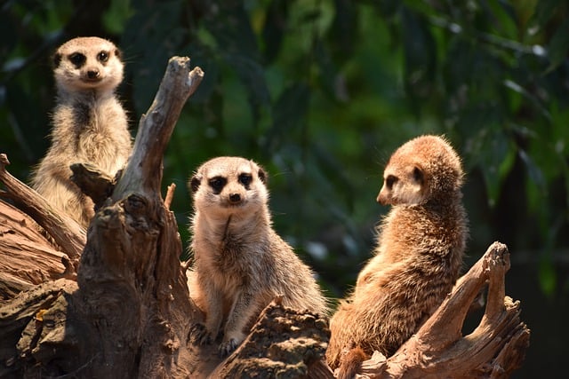 Free download meerkat animals wildlife suricates free picture to be edited with GIMP free online image editor