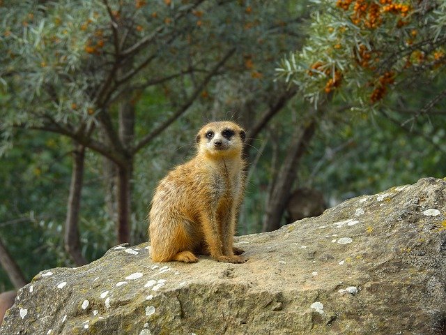 Free download Meerkat Animals Zoo The -  free photo or picture to be edited with GIMP online image editor