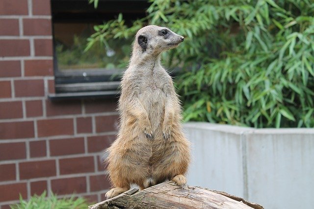 Scarica gratuitamente Meerkat Animal Vigilant: foto o immagine gratuita da modificare con l'editor di immagini online GIMP