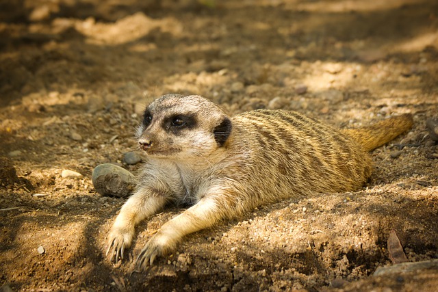 Free download meerkat animal wildlife mammal free picture to be edited with GIMP free online image editor