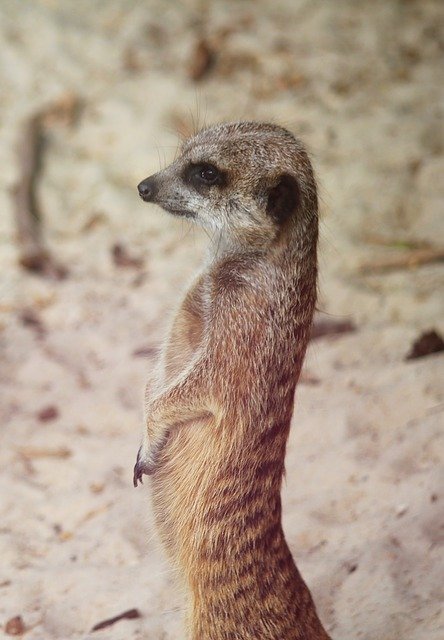 Muat turun percuma Meerkat Curious Animal - foto atau gambar percuma untuk diedit dengan editor imej dalam talian GIMP