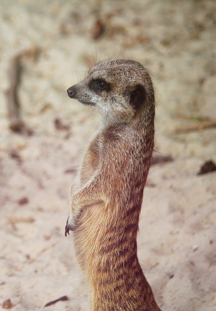 Meerkat Curious Animal സൗജന്യ ഡൗൺലോഡ് - GIMP ഓൺലൈൻ ഇമേജ് എഡിറ്റർ ഉപയോഗിച്ച് എഡിറ്റ് ചെയ്യാവുന്ന സൗജന്യ ഫോട്ടോയോ ചിത്രമോ